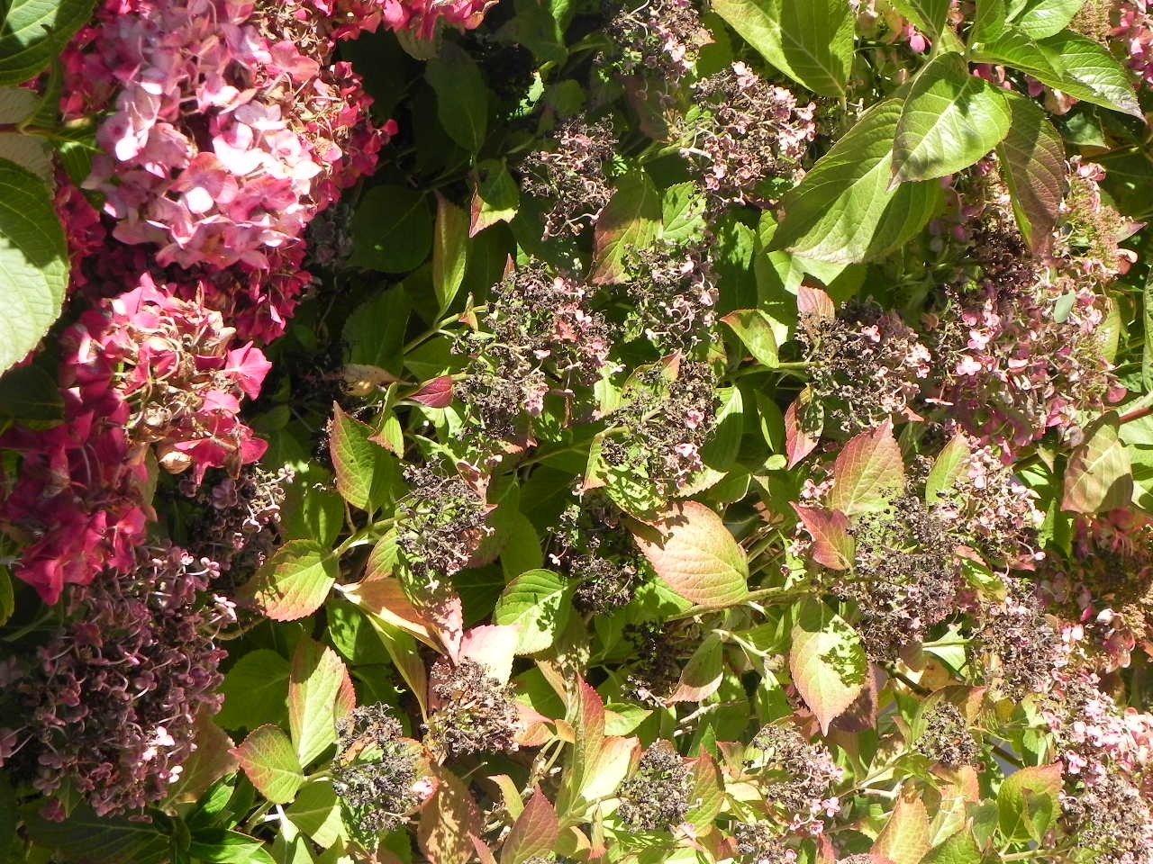 Herbst im Garten